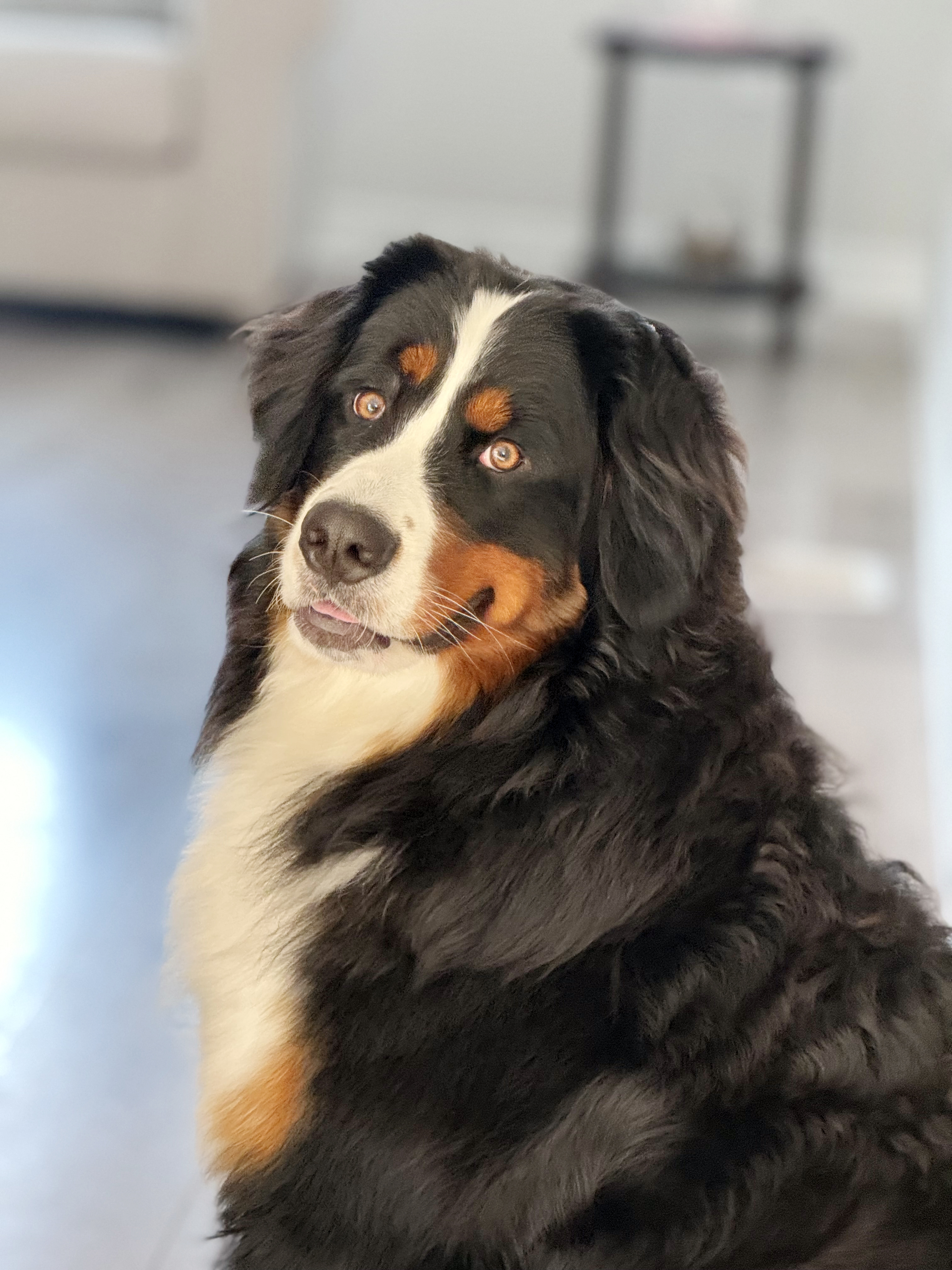 Halo, the Bernese Mountain Dog